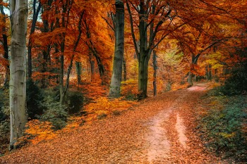 Photo of Trees During Fall