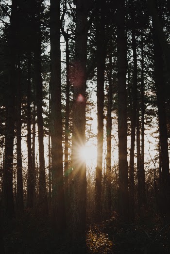 Photo of Trees During Golden Hour