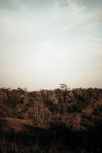 Photo of Trees During Golden Hour