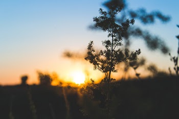 Photo of Trees during Golden Sunset