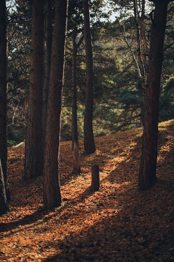 Photo of Trees in Forest