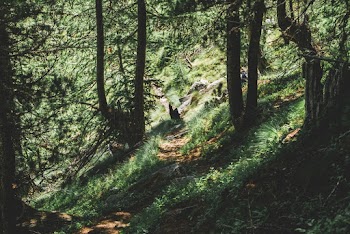 Photo of Trees in Forest