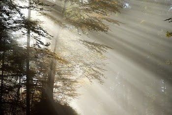 Photo of Trees in Forest