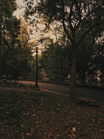 Photo of Trees in Park