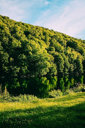 Photo of Trees Near River