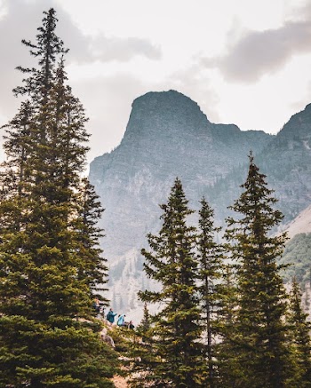 Photo of Trees Near Rocky Mountain