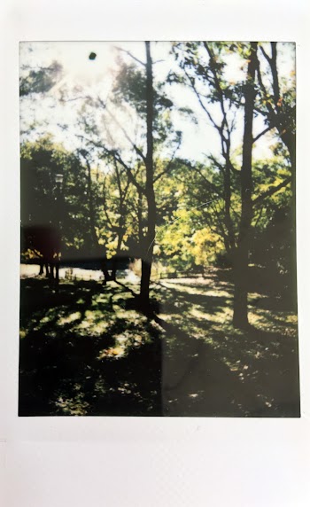 Photo Of Trees On Film