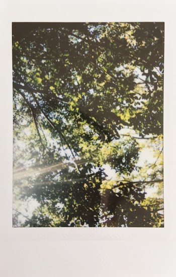 Photo Of Trees On Film