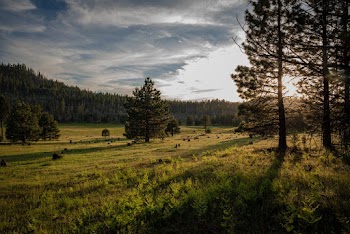 Photo of Trees on Grass Field