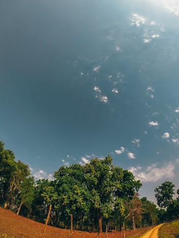 Photo of Trees Under Blue Sky