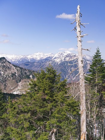 Photo of Trees Under Blue Sky