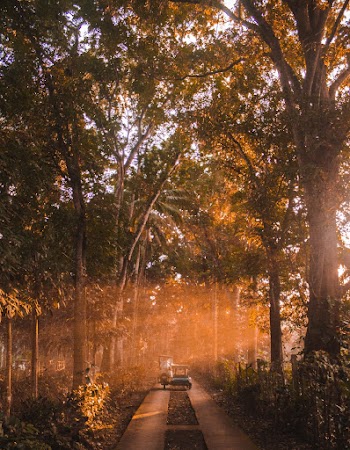 Photo of Tricycle Running Between Tall Trees
