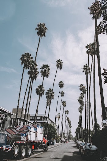 Photo of Truck Parked Beside Palm Trees