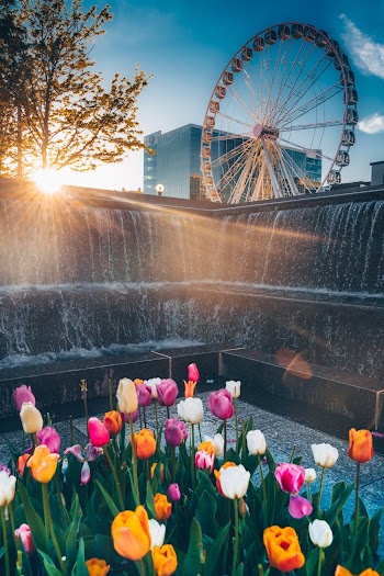 Photo of Tulips