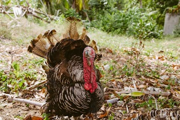 Photo of Turkey on Grass