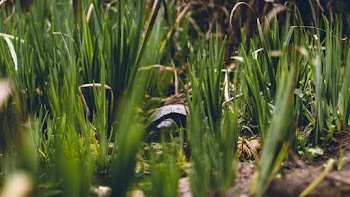 Photo of Turtle Surrounded By Grass