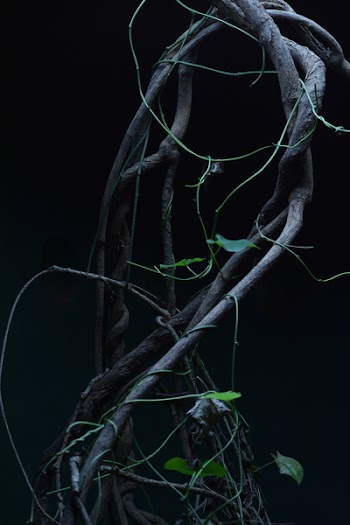 Photo of Twining Tendrils on Stem