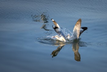Photo of Two Birds on Water