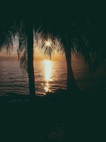 Photo of Two Coconut Trees on Beach at Sunset