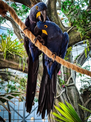 Photo of Two Hyacinth Macaws Perched on Rope