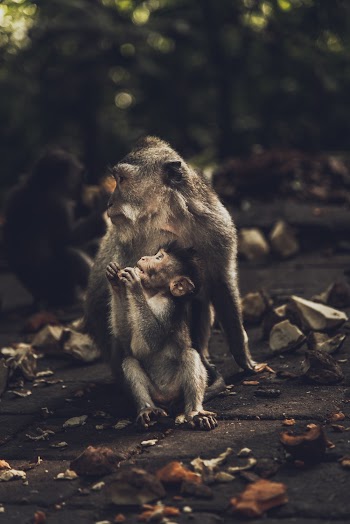 Photo of Two Monkeys Sitting on Ground