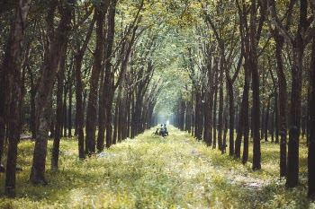 Photo of Two Person Riding Motorcycle in the Middle of Forest