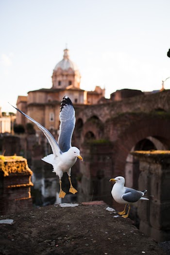 Photo of Two Seagulls