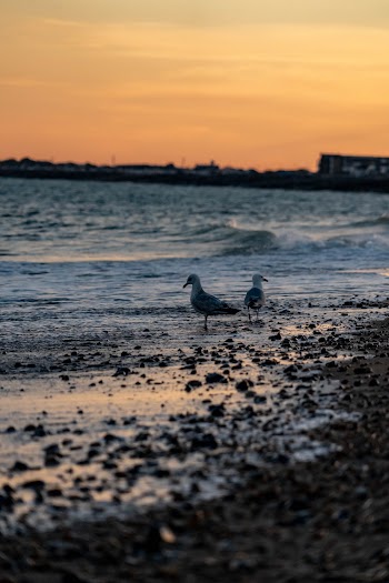 Photo of Two Seagulls on a Beach at Sunset