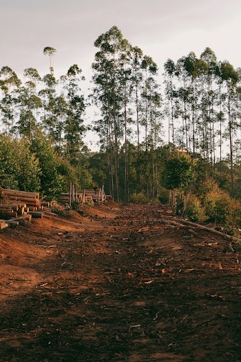 Photo of Unpaved Road Near Trees