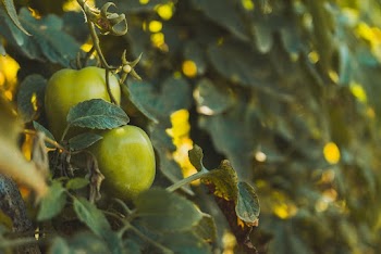 Photo of Unripe Tomato