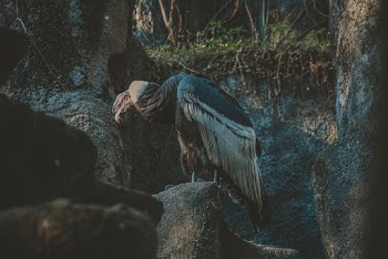 Photo Of Vulture Perched On Top Of The Rock