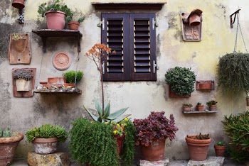photo of wall with variety of plants