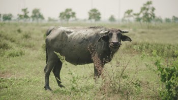 Photo of Water Buffalo on Grass Fields