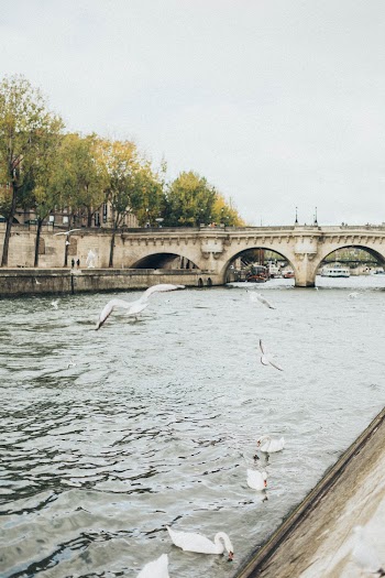 Photo of Waterfowls on River