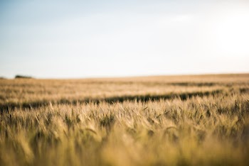 Photo Of Wheat Fields