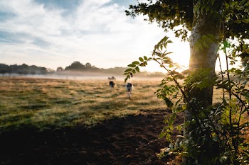 Photo of White and Black Animal on Green Field Near Tree