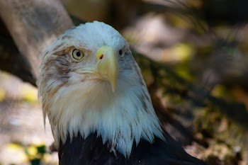 Photo of White and Black Eagle