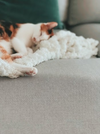 Photo of White and Brown Cat Sleeping on a Gray Sofa