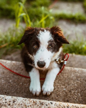 Photo of White and Brown Coated Dog