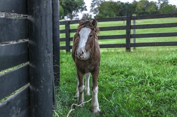 Photo of White and Brown Horse