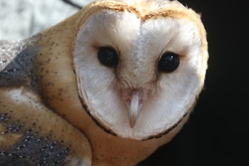 Photo of White and Brown Owl