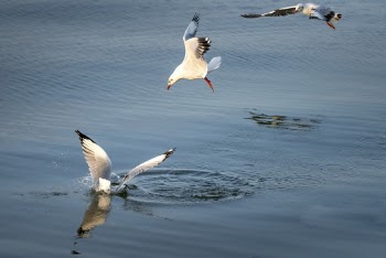 Photo of White Birds Flying Above Body of Water