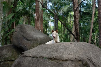 Photo of White Coated Dog
