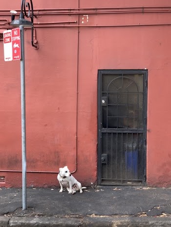 Photo of White Dog Sitting in Front of Red Wall with a Black Door