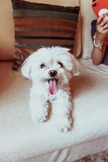 Photo of White Dog Sitting on Sofa