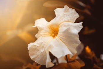 Photo Of White Flower