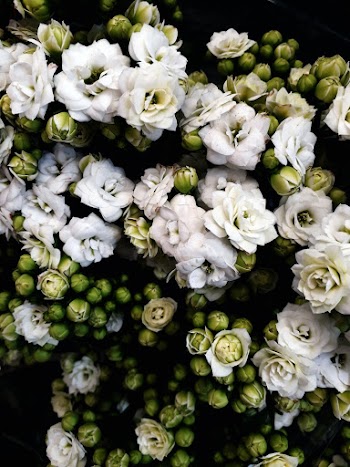 Photo of White Flowers