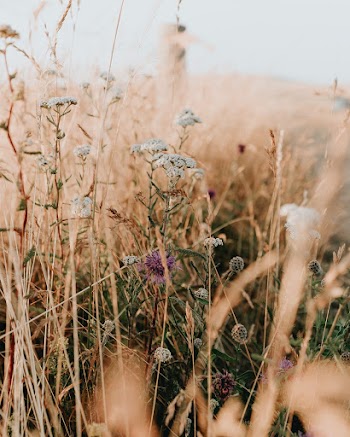 Photo of White Flowers