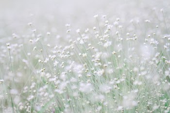 photo of white flowers during daytime