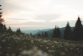 Photo of White Flowers on Flower Field